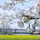菜の花遠景