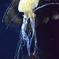 加茂水族館にて③