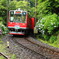 あじさい列車♪