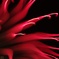 夜の花