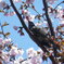 桜と鳥