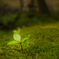 苔寺