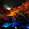六義園 紅葉ライトアップ α