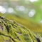 苔と玉ボケ