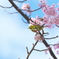 桜とメジロ　その２