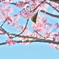 桜とメジロ　その３