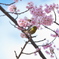 桜とメジロ　その４