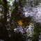 DSC09235 (1)
