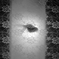 snap#10 -Goldfish#1-