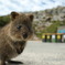 Quokka 