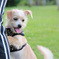 12 weeks old puppy 01