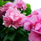 Hydrangea