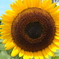 DSCF1147