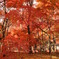 銀杏×紅葉