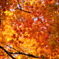 空に広がる紅葉