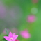花の水切り