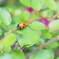 ladybird