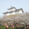 春の津山城