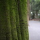 碧い幹