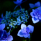 紫陽花の詩　14 