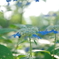 紫陽花