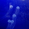 海月（ミニ）