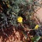Wird flowers 2