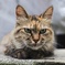 ねこ