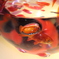 gold fish