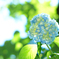 空と葉と紫陽花柄