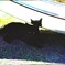 黒猫