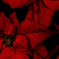 winterly red