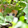 恥ずかしがり屋