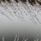 寒い日の朝露