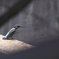 _DSC0018_DSC00183007,1160200080704120709