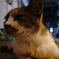 神田の猫