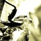 cicada