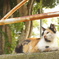 三毛猫