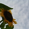 夏