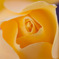 薔薇アイス