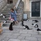 猫ネコねこ…