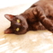 ねこ