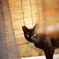 ねこ