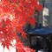 紅葉４