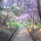 伊奈冨神社　紫つつじ
