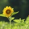 SUNSUNと
