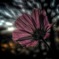 Cosmos