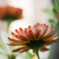Calendula officinalis