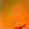 Orange summer