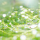川に咲く花々